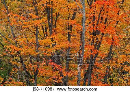 Maple Tree with fall foliage in autumn, close up Algonquin Provincial Park, Ontario, Canada View Large Photo Image Stock Photo - Maple Tree with fall foliage in autumn, close up Algonquin Provincial Park, Ontario, Canada. Fotosearch