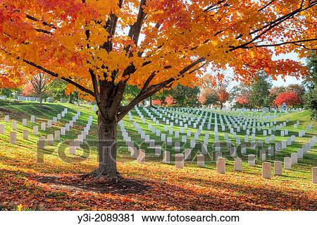 Stock Image - Maple trees add peak fall color to the grounds of Arlington National Cemetery in Arlington, Virginia.. Fotosearch