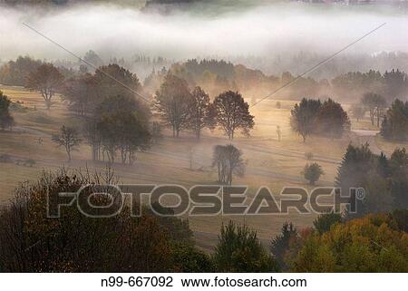 Maple trees and meadows in autumn, cultivated land in the Bavarian Forest, fog and sunbeams, mystical light, National Park Bayerischer Wald, Bavaria View Large Photo Image Stock Image - Maple trees and meadows in autumn, cultivated land in the Bavarian Forest, fog and sunbeams, mystical light, National Park Bayerischer Wald, Bavaria. Fotosearch
