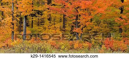 Stock Photography - Maple trees at the edge of the forest, near Highway 60 Algonquin Provincial park Ontario. Fotosearch