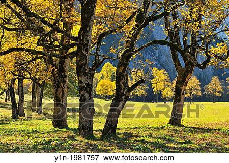 Maple Trees in Autumn, Grosser Ahornboden, Karwendel, Eng, Tyrol, Austria. View Large Photo Image Stock Photo - Maple Trees in Autumn, Grosser Ahornboden, Karwendel, Eng, Tyrol, Austria.. Fotosearch