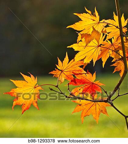 maple trees with fall colors in brookside garden, montgomery county, maryland, mid-atlantic, View Large Photo Image Stock Photo - maple trees with fall colors in brookside garden, montgomery county, maryland, mid-atlantic,. Fotosearch