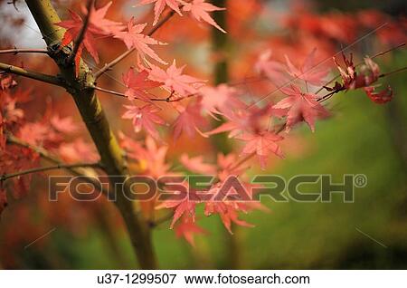 Stock Photo - Maples at Shaoshang Mao Zedong Memorial Garden, Hunan.. Fotosearch