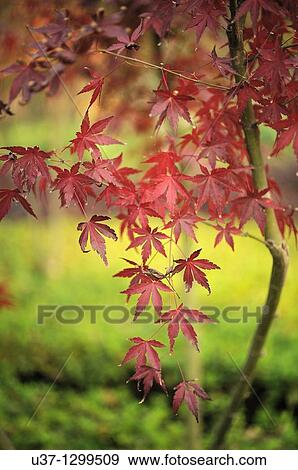 Maples at Shaoshang Mao Zedong Memorial Garden, Hunan. View Large Photo Image Stock Photo - Maples at Shaoshang Mao Zedong Memorial Garden, Hunan.. Fotosearch