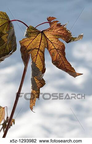 Maples leaves hanging on in the Winter View Large Photo Image Stock Image - Maples leaves hanging on in the Winter. Fotosearch