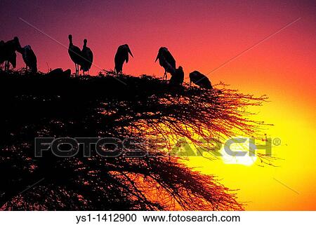 MARABOU STORK GROUP leptoptilos crumeniferus STANDING ON ACACIA TREE, MASAI MARA PARK IN KENYA View Large Photo Image Stock Image - MARABOU STORK GROUP leptoptilos crumeniferus STANDING ON ACACIA TREE, MASAI MARA PARK IN KENYA. Fotosearch