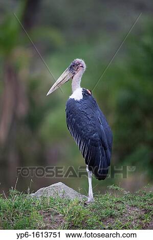 Stock Image - Marabou Stork Leptoptilos crumeniferus, Serengeti National Park, Tanzania. Fotosearch
