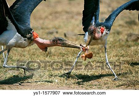 Marabou Stork, leptoptilos crumeniferus, Adults with Prey, Kenya View Large Photo Image Stock Photo - Marabou Stork, leptoptilos crumeniferus, Adults with Prey, Kenya. Fotosearch