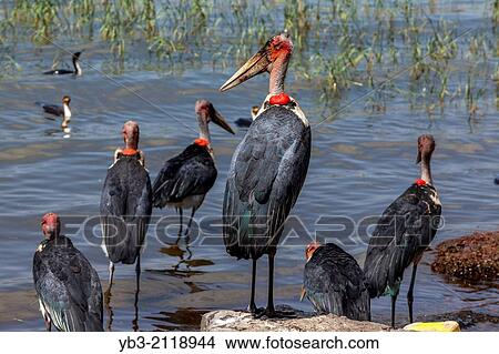 Marabou Storks, Lake Hawassa, Hawassa, Ethiopia. View Large Photo Image Picture - Marabou Storks, Lake Hawassa, Hawassa, Ethiopia.. Fotosearch