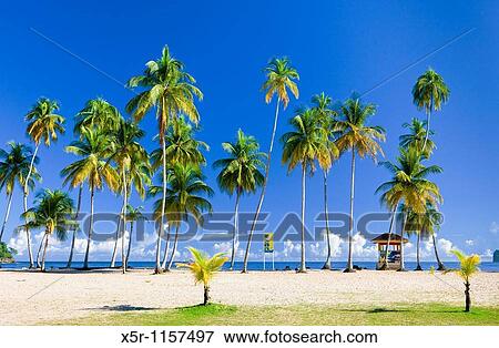 Maracas Bay, Trinidad View Large Photo Image Stock Photo - Maracas Bay, Trinidad. Fotosearch