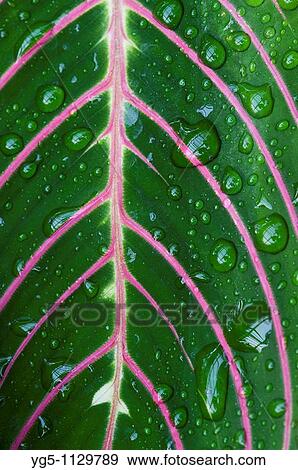 Maranta leuconeura with water drops View Large Photo Image Stock Photo - Maranta leuconeura with water drops. Fotosearch