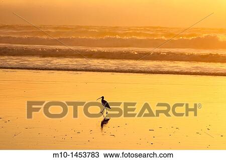 Marbled Godwit at sunset on Morro Bay Strand State Beach View Large Photo Image Stock Image - Marbled Godwit at sunset on Morro Bay Strand State Beach. Fotosearch