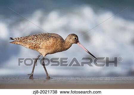 Marbled godwit, Monterey Peninsula, California, USA View Large Photo Image Stock Photo - Marbled godwit, Monterey Peninsula, California, USA. Fotosearch