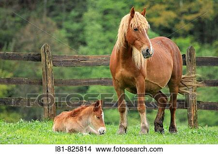 Mare and foal in enclosure. Santibaez de Murias, Aller, Asturias, Spain View Large Photo Image Picture - Mare and foal in enclosure. Santibaez de Murias, Aller, Asturias, Spain. Fotosearch