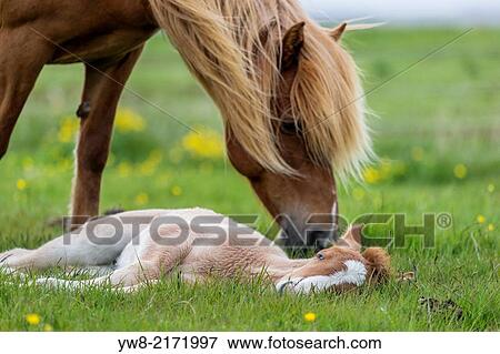 Stock Photo - Mare and new born foal, Iceland.. Fotosearch