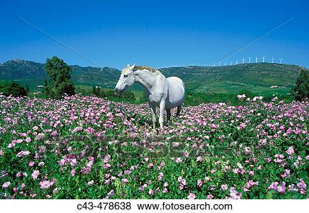 Mare, feeding in a flowery spring meadow near Tarifa; in the background on the ridge a wind farm (characteristic of this area). Province of CBdiz, Andaluc? a, Spain. View Large Photo Image Stock Photo - Mare, feeding in a flowery spring meadow near Tarifa; in the background on the ridge a wind farm (characteristic of this area). Province of CBdiz, Andaluc? a, Spain.. Fotosearch