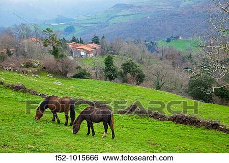 Mares Horses in Villaverde near Waterfalls GBndara. Collados del As? n Natural Park. Soba Valley. Cantabria. Spain. View Large Photo Image Stock Photograph - Mares Horses in Villaverde near Waterfalls GBndara. Collados del As? n Natural Park. Soba Valley. Cantabria. Spain.. Fotosearch