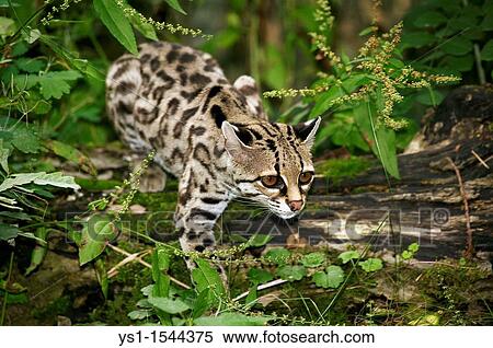 Margay Cat, leopardus wiedi, Adult View Large Photo Image Stock Photography - Margay Cat, leopardus wiedi, Adult. Fotosearch