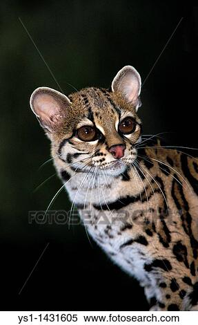 MARGAY CAT leopardus wiedi, PORTRAIT OF ADULT View Large Photo Image Stock Photography - MARGAY CAT leopardus wiedi, PORTRAIT OF ADULT. Fotosearch