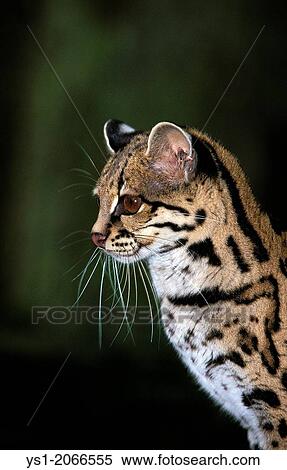 Margay Cat, leopardus wiedi, Portrait of Adult. View Large Photo Image Stock Photography - Margay Cat, leopardus wiedi, Portrait of Adult.. Fotosearch