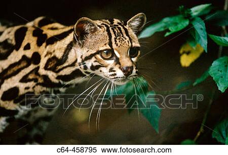 Margay (Leopardus wiedii). Costa Rica View Large Photo Image Stock Photography - Margay (Leopardus wiedii). Costa Rica. Fotosearch