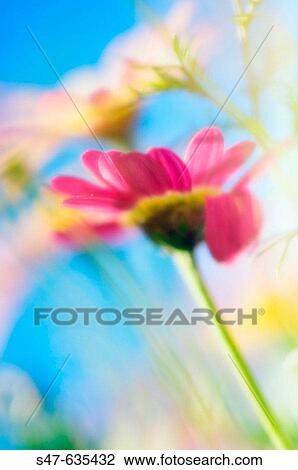 Marguerite Daisies. Argyranthemum frutescens. May 2006. Maryland, USA. View Large Photo Image Stock Image - Marguerite Daisies. Argyranthemum frutescens. May 2006. Maryland, USA.. Fotosearch
