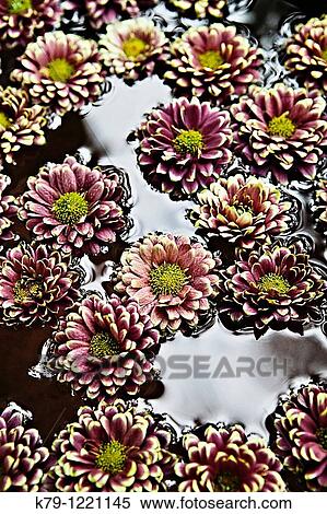Marigolds floating on water. View Large Photo Image Stock Photography - Marigolds floating on water.. Fotosearch