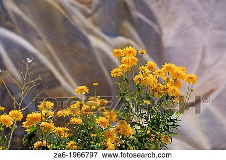 Stock Photo - Marigolds. Pigeon Valley, Goreme. Cappadocia, Central Anatolia, Turkey.. Fotosearch