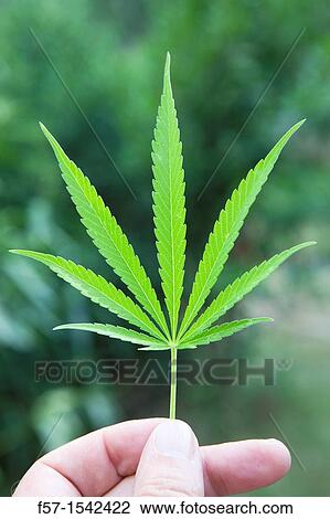 Marijuana Leaf View Large Photo Image Stock Image - Marijuana Leaf. Fotosearch