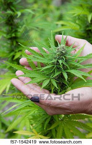 Marijuana Plant in Bloom View Large Photo Image Stock Photo - Marijuana Plant in Bloom. Fotosearch