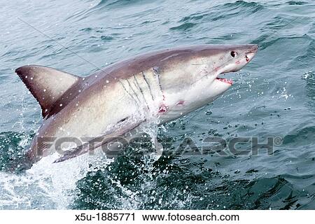 Stock Image - Marine Dynamics great white shark Carcharodon carcharias diving/ watching tourism boat at Kleinbaai in the Western Cape, South Africa. Fotosearch