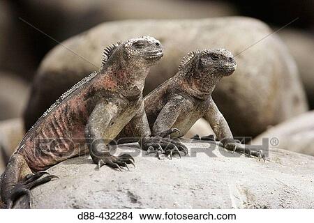 Marine Iguana (Amblyrhynchus cristatus). Galapagos Islands. Ecuador View Large Photo Image Picture - Marine Iguana (Amblyrhynchus cristatus). Galapagos Islands. Ecuador. Fotosearch