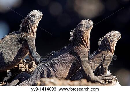 Marine Iguanas - Islote Tintoreras - near Isabela Island, Galapagos Islands, Ecuador View Large Photo Image Stock Image - Marine Iguanas - Islote Tintoreras - near Isabela Island, Galapagos Islands, Ecuador. Fotosearch