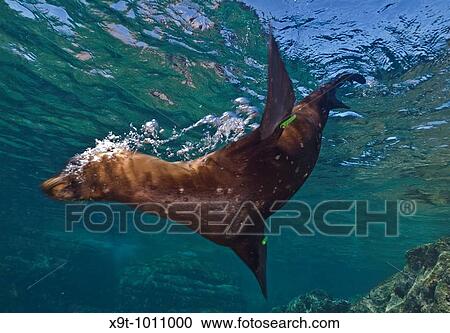 Stock Image - Marine Life, Sea Lions are well known for their playful character Once they realize there are scuba divers around the all colony dives in to play with the noisy and bubbly intruders California Sea Lion Zalophus californianus. Fotosearch