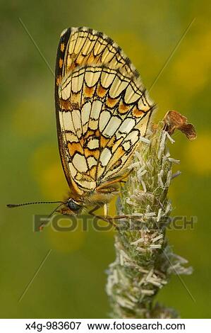 Stock Photo - Mariposa doncella comn, Heath Fritillary, Melitaea athalia Pontevedra, Espaa. Fotosearch
