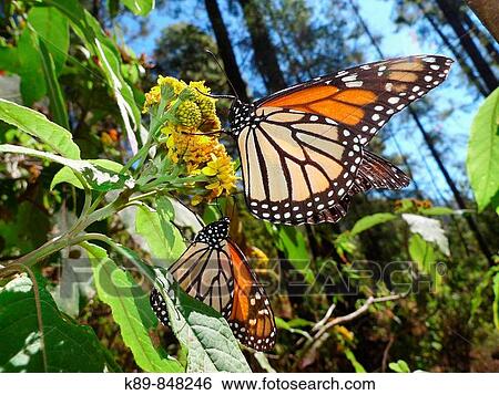 Mariposa Monarca (Danaus plexippus). Chincua reserve, M? xico View Large Photo Image Stock Photograph - Mariposa Monarca (Danaus plexippus). Chincua reserve, M? xico. Fotosearch