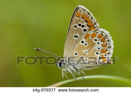 Stock Photo - Mariposa morena serrana, Brown argus butterfly, Aricia cramera, Ourense, Espaa. Fotosearch