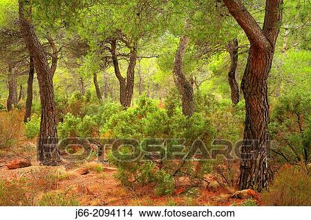 Picture - maritime pine (pinus pinaster) forested landscape in the natural park Calderona. Valencia.. Fotosearch