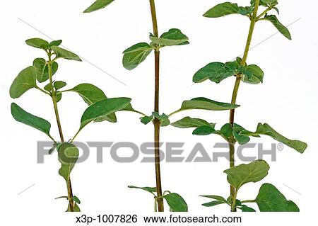 Marjoram Origanum vulgare View Large Photo Image Stock Photograph - Marjoram Origanum vulgare. Fotosearch