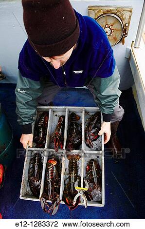 Mark White lobster fisherman, Kennebunkport, Maine, USA View Large Photo Image Stock Image - Mark White lobster fisherman, Kennebunkport, Maine, USA. Fotosearch