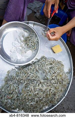 Market, Cai Rang, Vietnam View Large Photo Image Stock Photo - Market, Cai Rang, Vietnam. Fotosearch