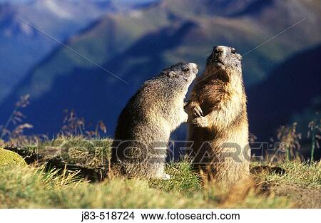 Marmot (Marmota marmota) Nationalpark Hohe Tauern, Austria View Large Photo Image Picture - Marmot (Marmota marmota) Nationalpark Hohe Tauern, Austria. Fotosearch
