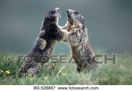 Stock Photo - Marmot (Marmota marmota). Fotosearch