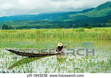 Stock Photo - Marn working at a lake nearby Nyaungshwe. Fotosearch