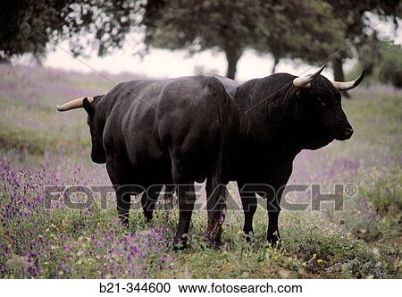 ? Marqu's de Albacerrada? bulls. Gerena, Sevilla province. Spain View Large Photo Image Stock Image - ? Marqu's de Albacerrada? bulls. Gerena, Sevilla province. Spain. Fotosearch