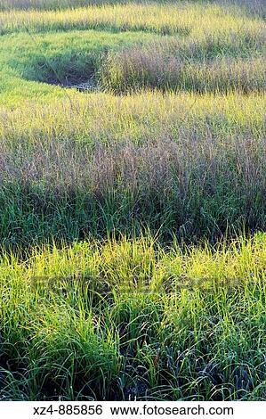 Stock Photograph - marsh grass and creek. Fotosearch