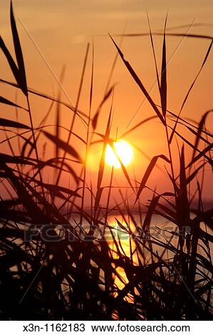 Marsh Grasses at sunset, Chesapeake Bay View Large Photo Image Stock Image - Marsh Grasses at sunset, Chesapeake Bay. Fotosearch