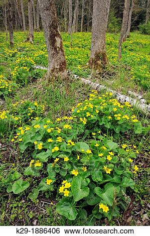 Marsh marigolds blooming in a marshy woodland, Killarney, Ontario, Canada View Large Photo Image Stock Photograph - Marsh marigolds blooming in a marshy woodland, Killarney, Ontario, Canada. Fotosearch
