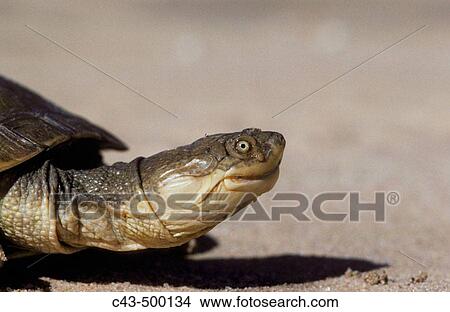 Picture - Marsh or Helmeted Terrapin (Pelomedusa subrufa). Kalahari Desert, Kgalagadi Transfrontier Park, South Africa.. Fotosearch