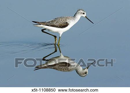 Stock Image - Marsh Sandpiper Tringa stagnatilis wading in the water Israel, October. Fotosearch